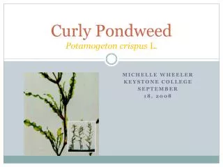 Curly Pondweed Potamogeton crispus L.