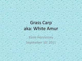 Grass Carp aka: White Amur