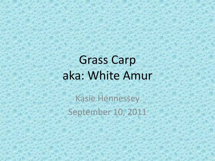 grass carp aka white amur