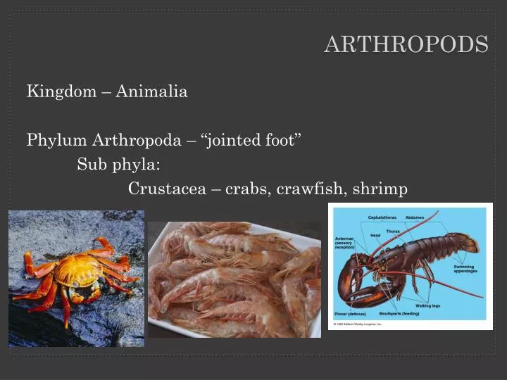 arthropods