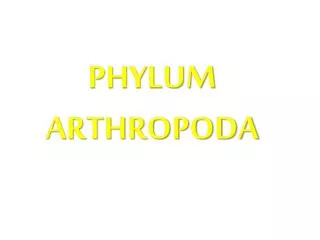 PHYLUM ARTHROPODA