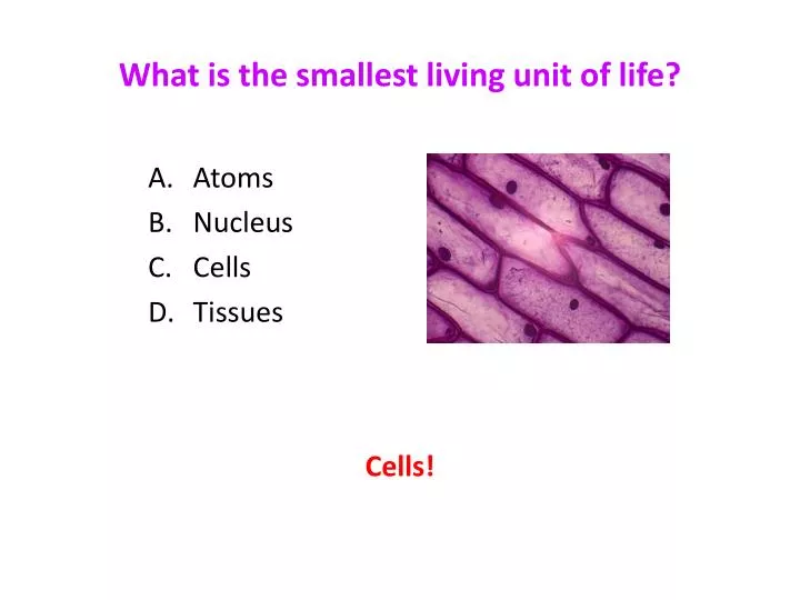 what is the smallest living unit of life