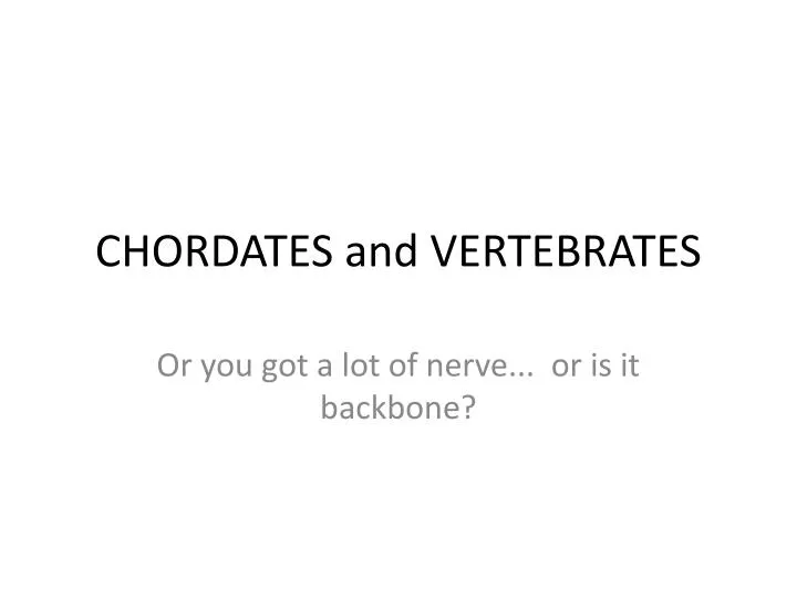 chordates and vertebrates