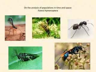 On the analysis of populations in time and space: Forest Hymenoptera