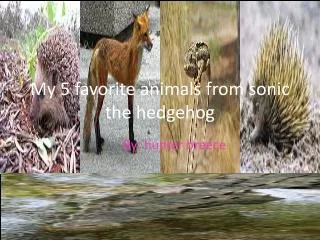 My 5 favorite animals from sonic the hedgehog