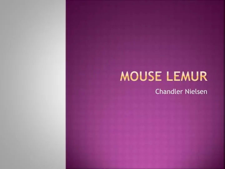 mouse lemur