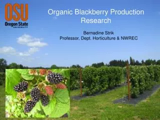 Organic Blackberry Production Research