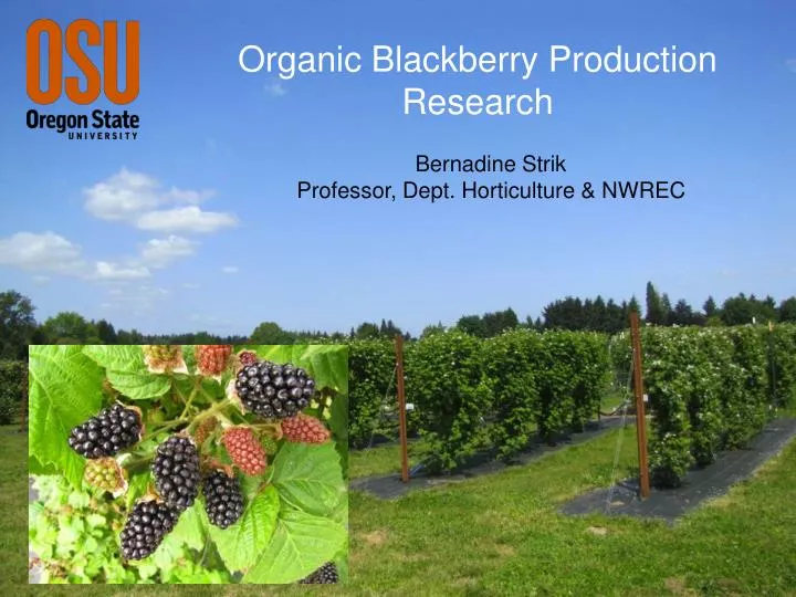 organic blackberry production research