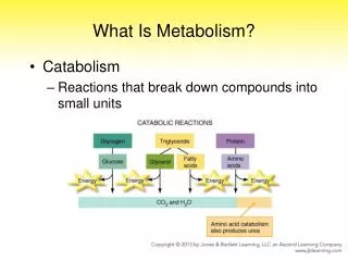 What Is Metabolism?
