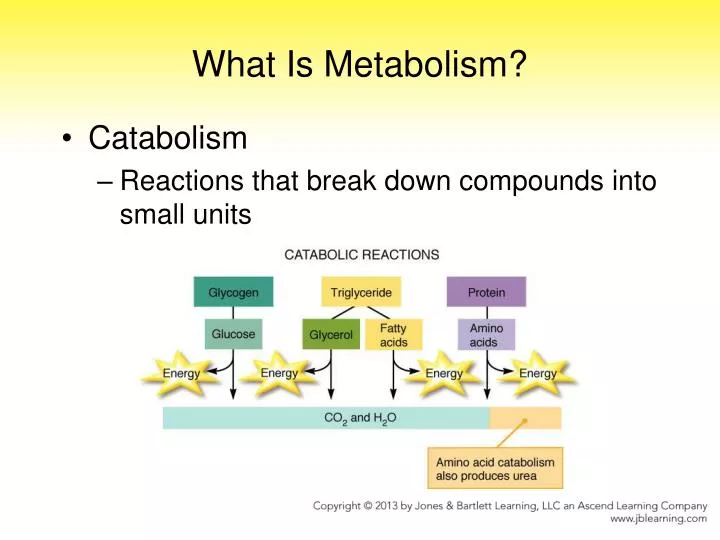 what is metabolism