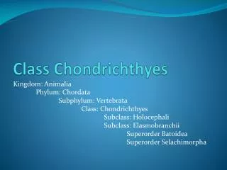 Class Chondrichthyes
