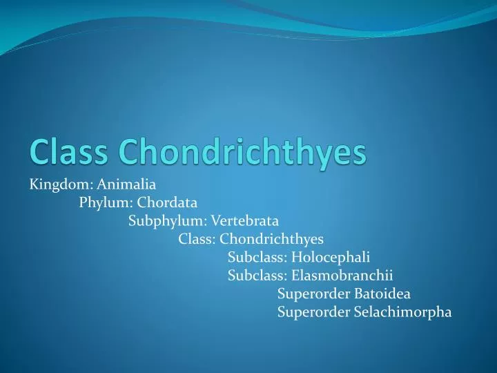 class chondrichthyes