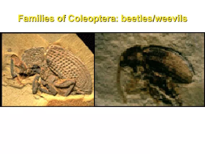 families of coleoptera beetles weevils