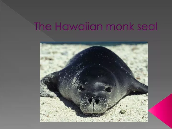 the hawaiian monk seal