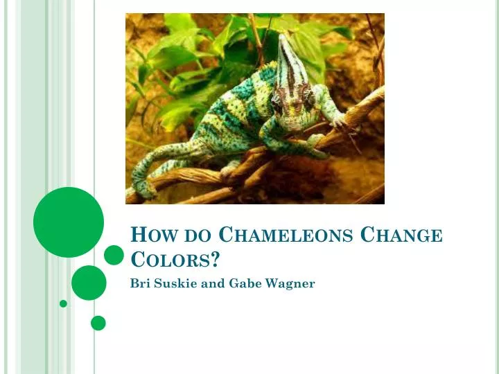 how do chameleons change c olors