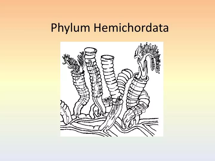 phylum hemichordata