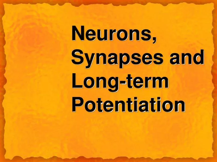neurons synapses and long term potentiation