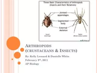 Arthropods (crustaceans &amp; Insects)
