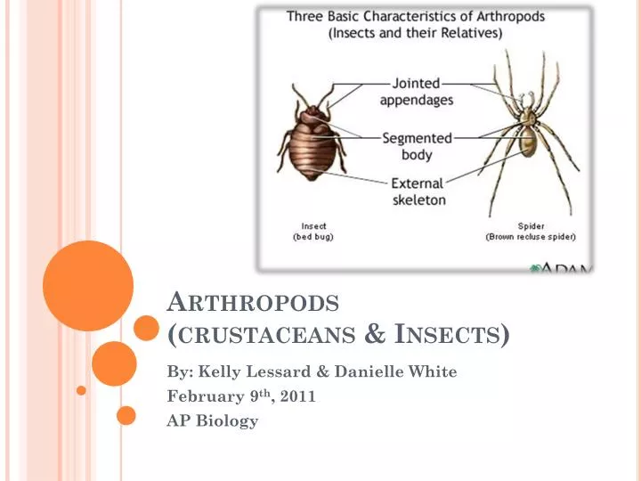 arthropods crustaceans insects