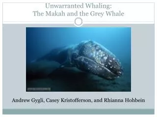 Unwarranted Whaling: The Makah and the Grey Whale