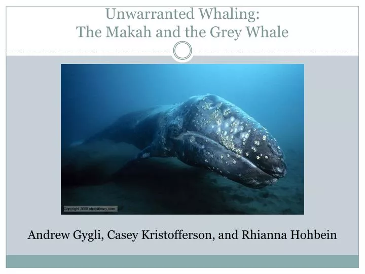 unwarranted whaling the makah and the grey whale