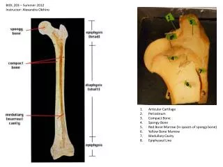 Articular Cartilage Periosteum Compact Bone Spongy Bone Red Bone Marrow (In spaces of spongy bone)