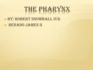 the pharynx