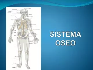 sistema oseo