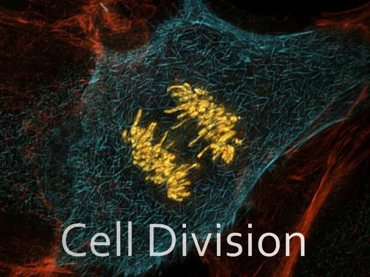 cell division