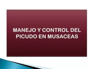manejo y control del picudo en musaceas