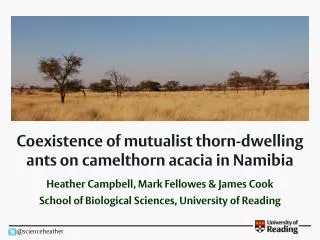 Coexistence of mutualist thorn-dwelling ants on camelthorn acacia in Namibia