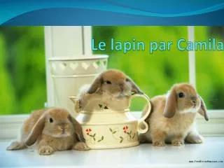 le lapin par camila