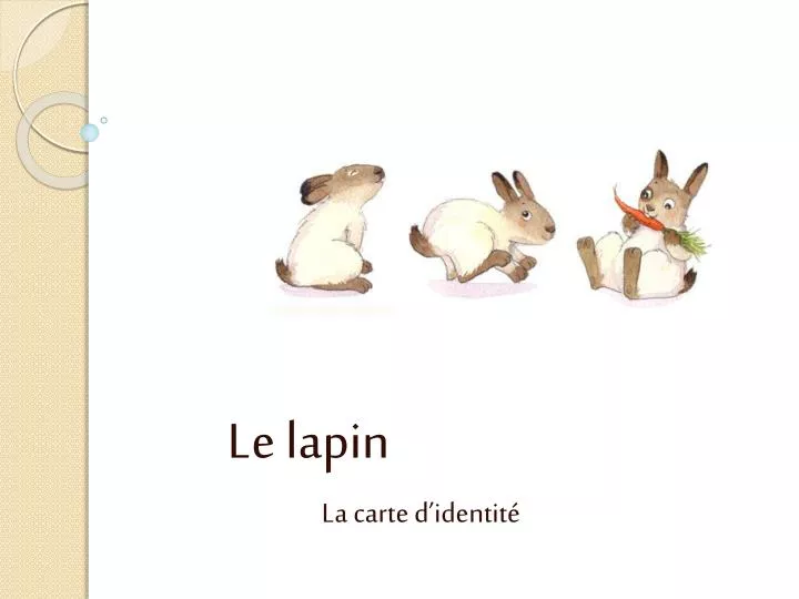 le lapin la carte d identit