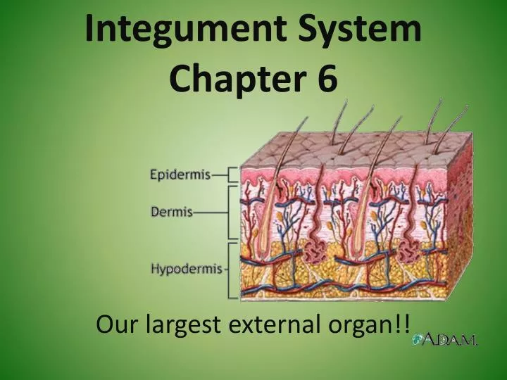 integument system chapter 6