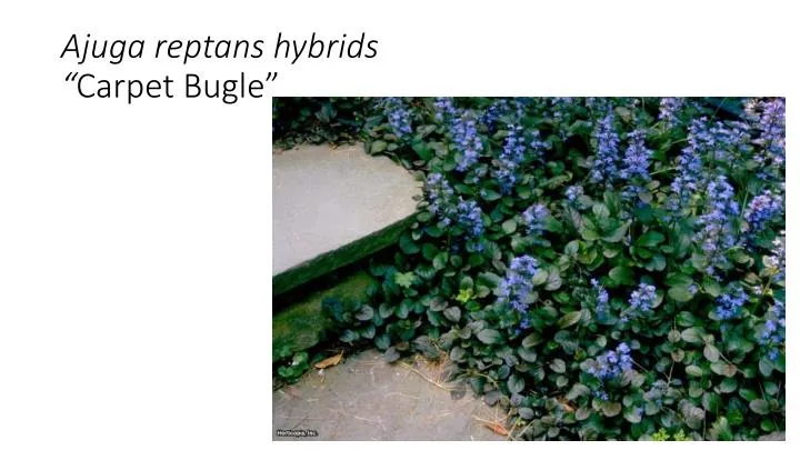 ajuga reptans hybrids carpet bugle
