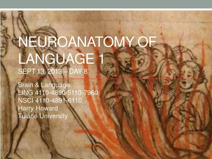 neuroanatomy of language 1 sept 13 2013 day 8