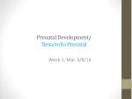 Prenatal Development/ Desarrollo Prenatal - slide 1