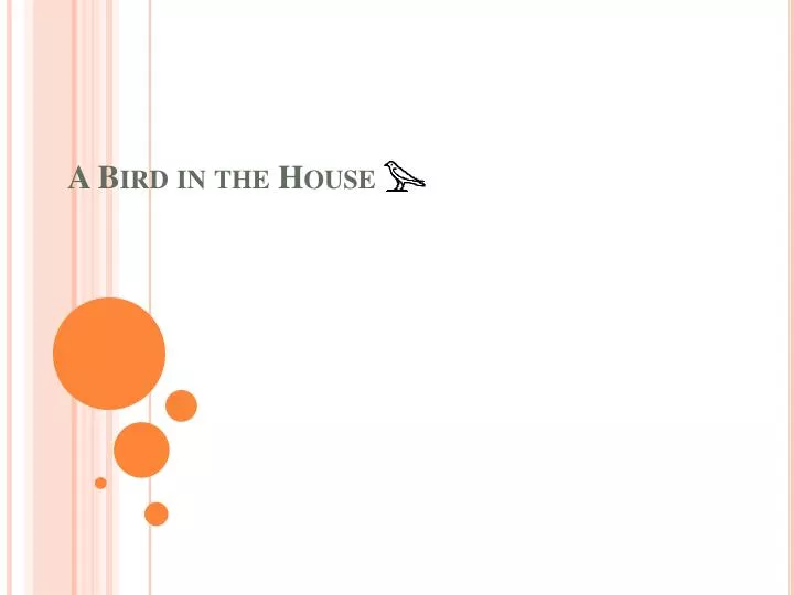 a bird in the house