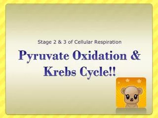 Pyruvate Oxidation &amp; Krebs Cycle!!