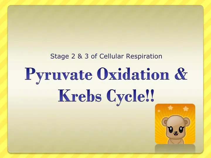 stage 2 3 of cellular respiration