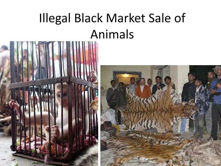 illegal black market sale of animals