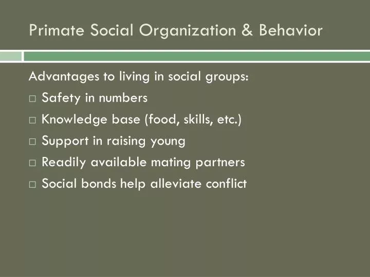primate social organization behavior