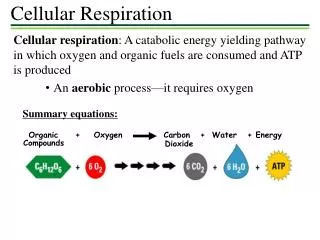 Cellular Respiration