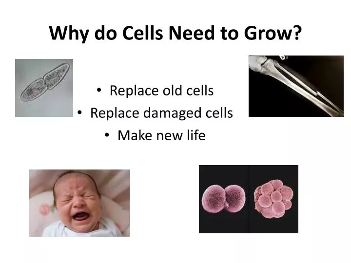 why do cells need to grow