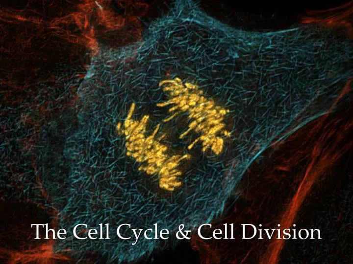 the cell cycle cell division