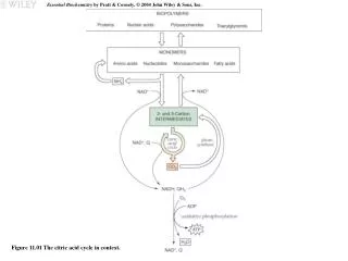 Figure 11.01 The citric acid cycle in context.