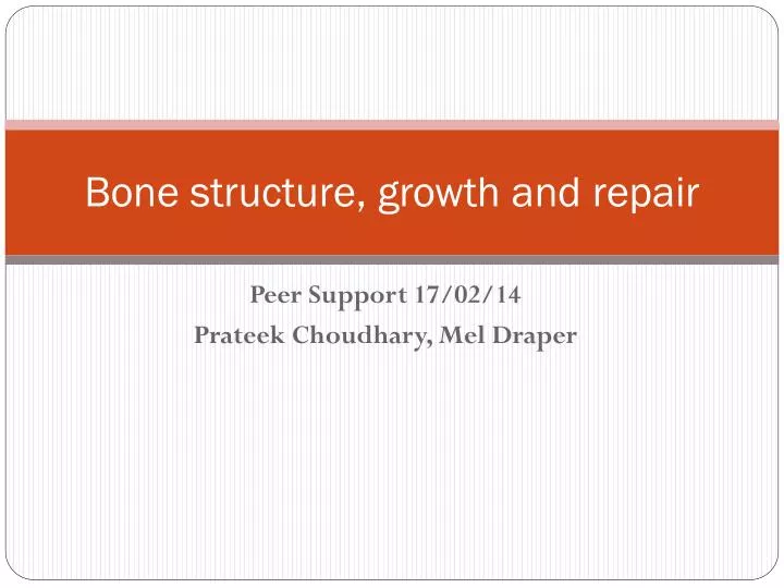bone structure growth and repair