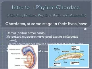 Intro to - Phylum Chordata (Fish, Amphibians, Reptiles, Birds and Mammals)