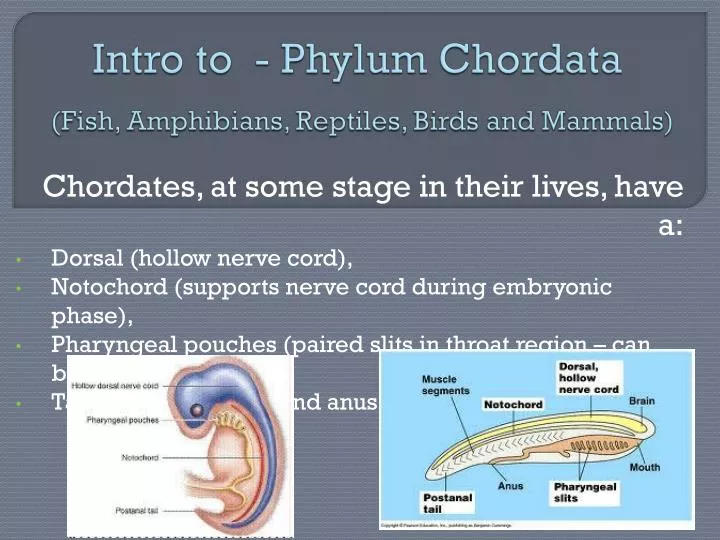 intro to phylum chordata fish amphibians reptiles birds and mammals