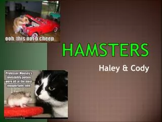 Hamsters